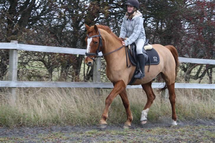 Dansk Varmblod Libero billede 2