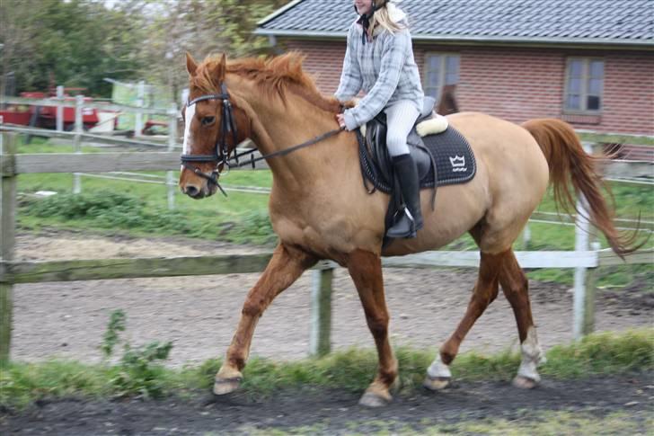 Dansk Varmblod Libero billede 3