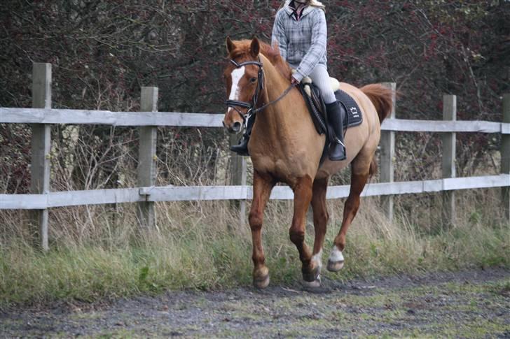 Dansk Varmblod Libero billede 4