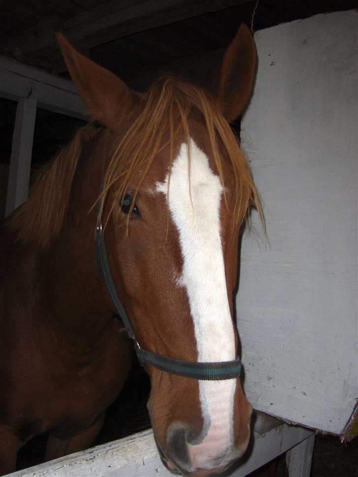 Frederiksborg Maja - Gammel part billede 6