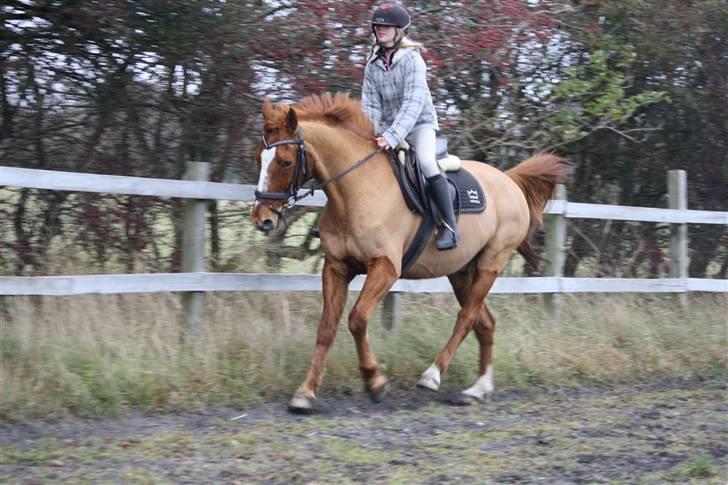 Dansk Varmblod Libero billede 5