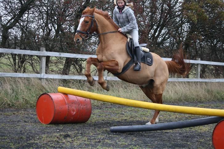 Dansk Varmblod Libero - 2. Gang jeg springer på ham billede 6