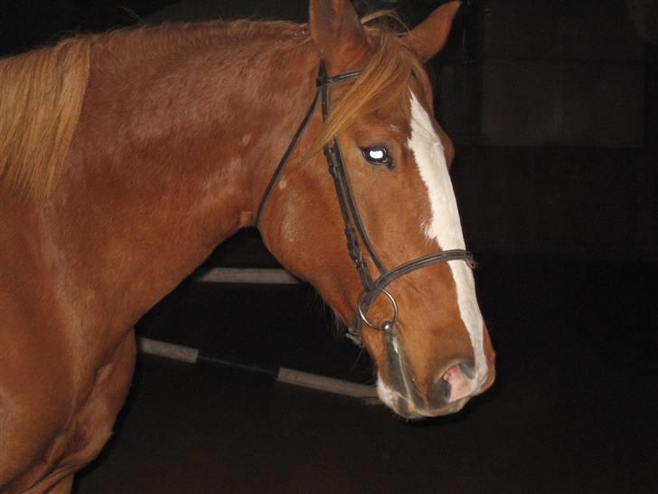 Frederiksborg Maja - Gammel part billede 7