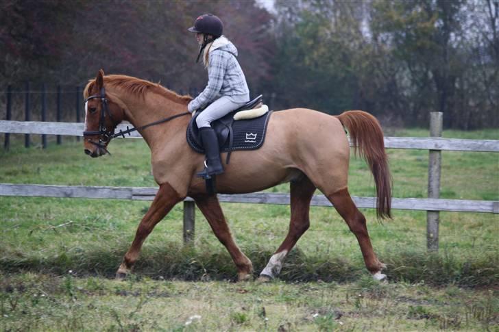 Dansk Varmblod Libero billede 7