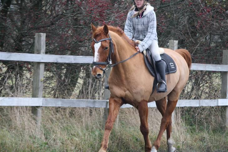 Dansk Varmblod Libero billede 8