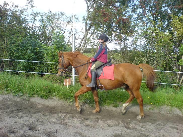 Dansk Varmblod Libero billede 9