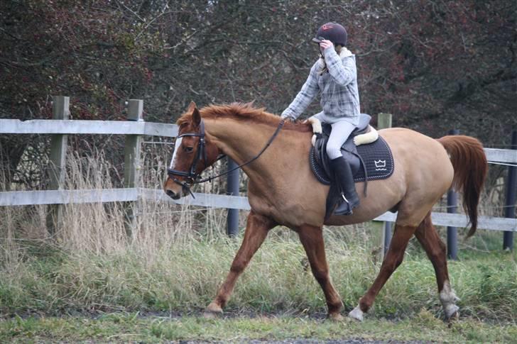 Dansk Varmblod Libero billede 10