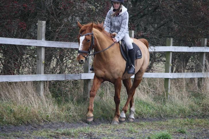 Dansk Varmblod Libero billede 11