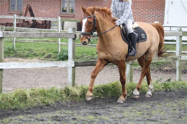 Dansk Varmblod Libero billede 12