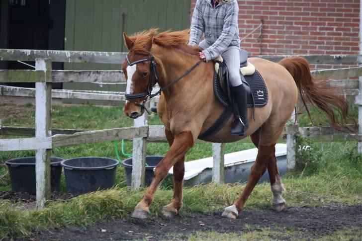 Dansk Varmblod Libero billede 13