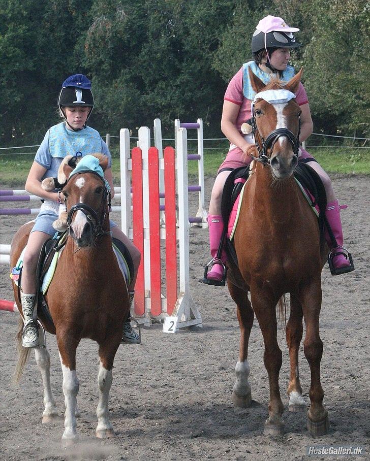 Dansk Varmblod Libero billede 14