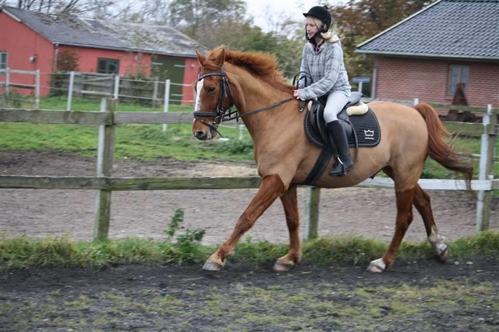 Dansk Varmblod Libero billede 15