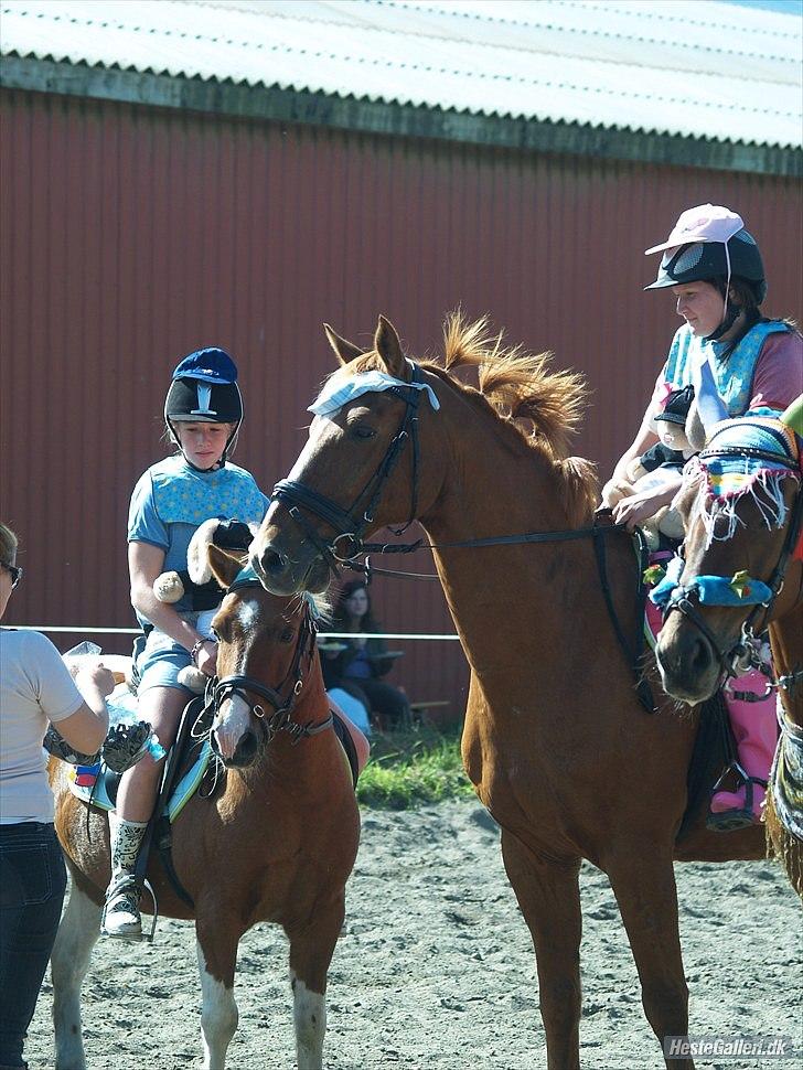 Dansk Varmblod Libero billede 16