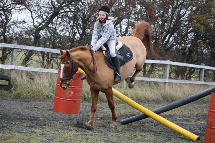 Dansk Varmblod Libero - 2. Gang jeg springer på ham billede 17