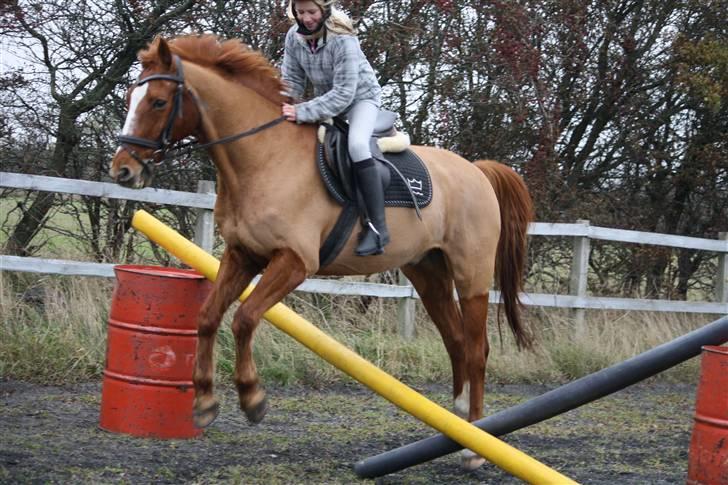 Dansk Varmblod Libero - 2. Gang jeg springer på ham billede 18