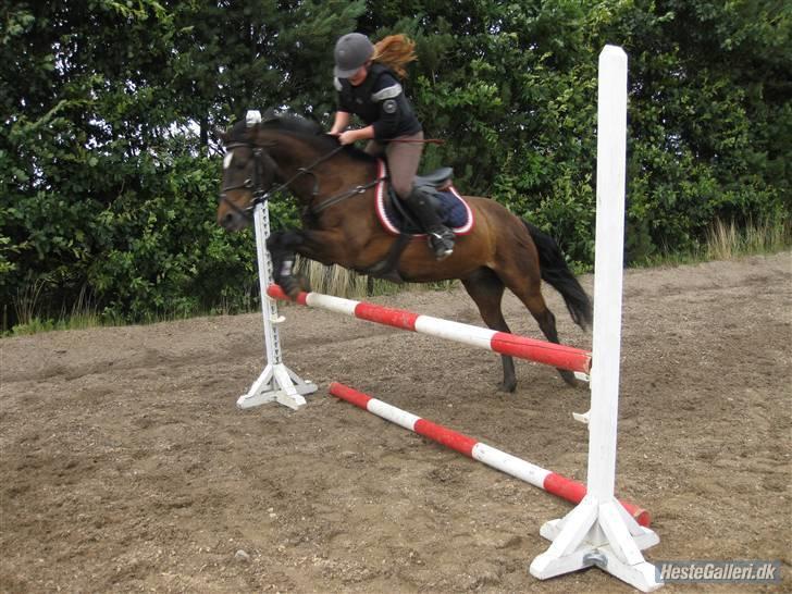 Connemara Bobby af Boest Nørregaard - pony(: billede 13