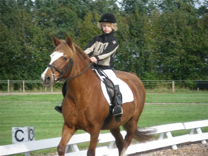 Anden særlig race  Sus R.I.P - winnie der rider på sus billede 6