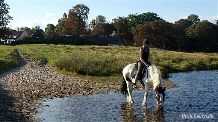 Irish Cob Django - Hesten der kunne lide vand... - September 2010 billede 4