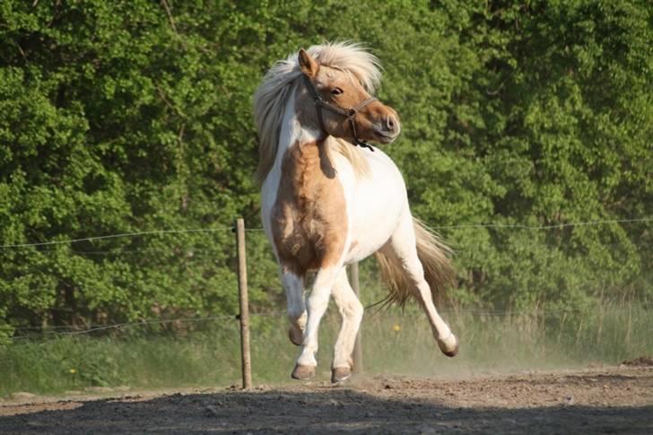 Islænder Hetta fra Kongehøj billede 17