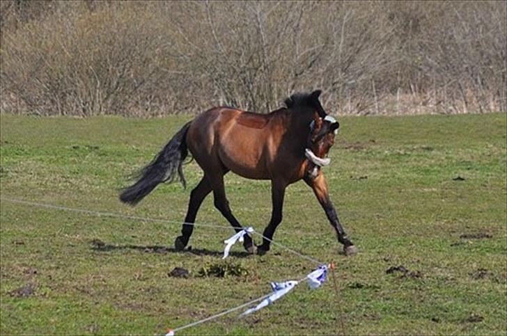 Anden særlig race Nygaards Beebob billede 3