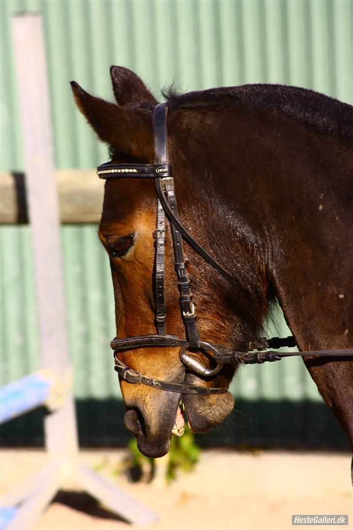 Anden særlig race lucas kahlua - my best <3<3 billede 2