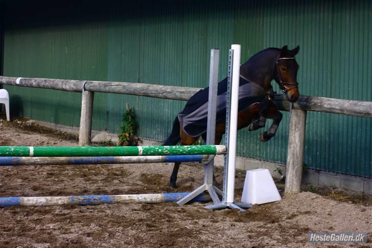 Anden særlig race lucas kahlua - Du er lidt af en ballademager, men man kan kun elske dig for det!:-) billede 3