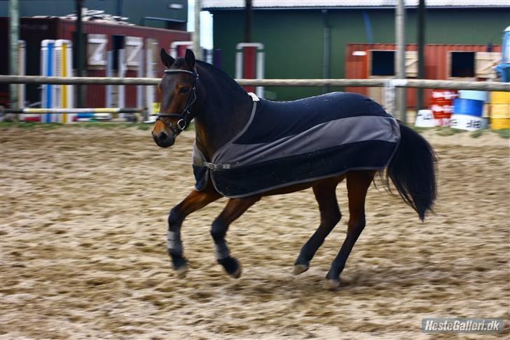 Anden særlig race lucas kahlua - babyen :-) billede 5