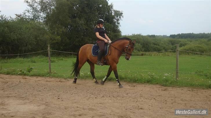 Anden særlig race Nygaards Beebob billede 6