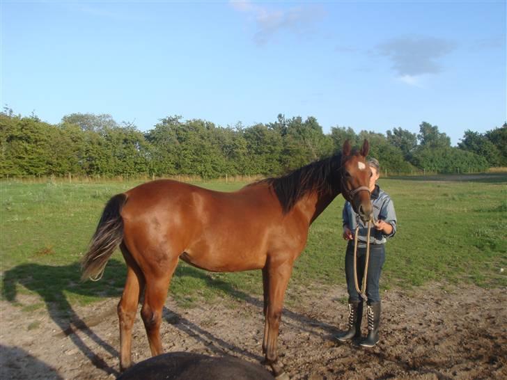 Dansk Varmblod Vida Linda - 2009 billede 16