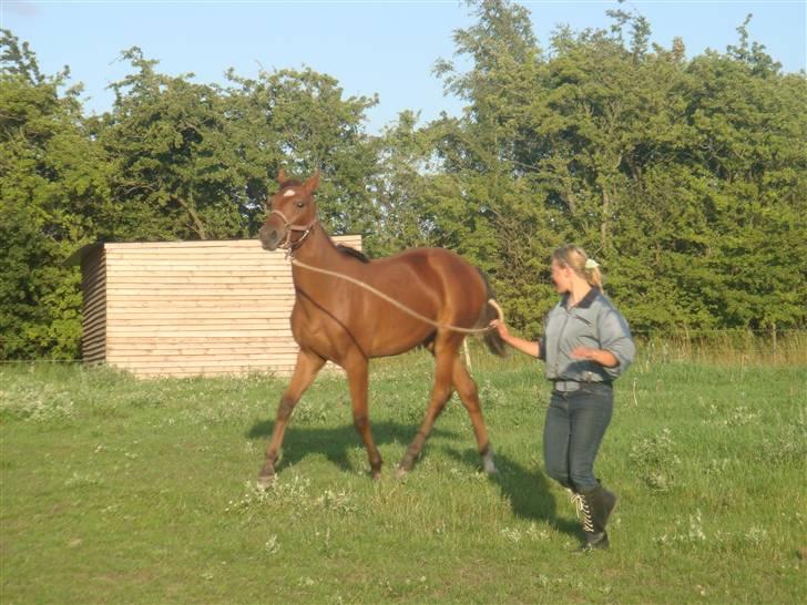 Dansk Varmblod Vida Linda - Vida kan godt lide at lege  - 2009 billede 19