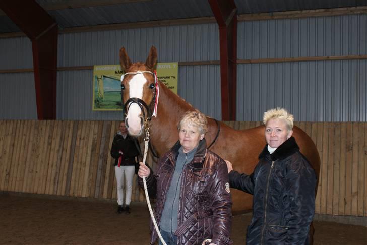 Dansk Varmblod Grøntang Diva SOLGT  - Diva den dag hun blev kåret i DV hun gik i DH billede 12