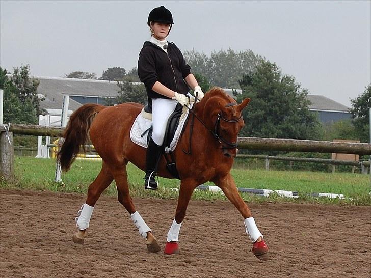 Hollandsk Sportspony Cognac  - :D Opvarmning i Tørring Uldum (LA1 og LA2) billede 15