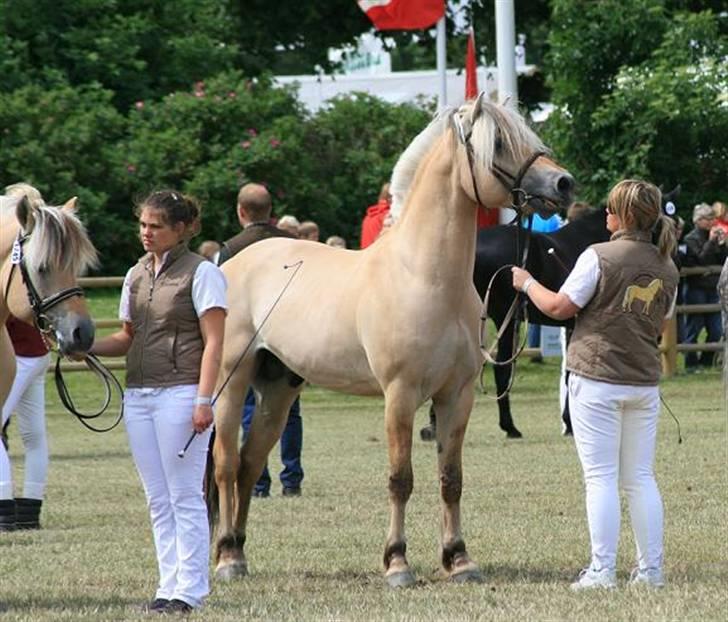 Fjordhest Mosegårdens kejser - #billede er taget af mig og jeg har rettighederne til det -kopiering forbudt# billede 1