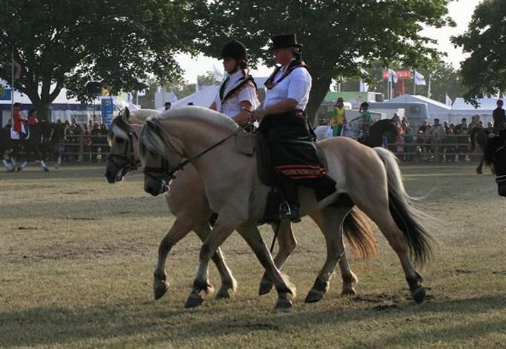 Fjordhest Mosegårdens kejser - #billede er taget af mig og jeg har rettighederne til det -kopiering forbudt# billede 2