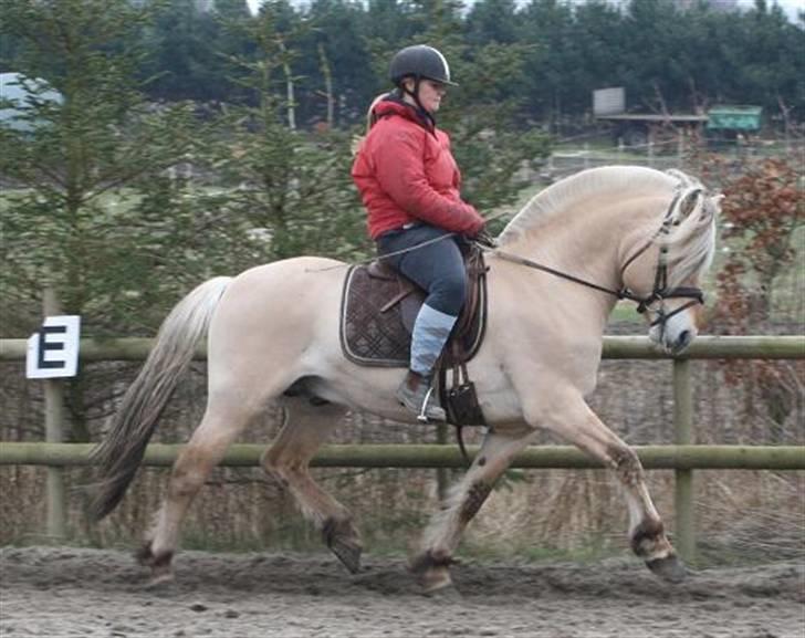 Fjordhest Mosegårdens kejser - #billede er taget af mig og jeg har rettighederne til det -kopiering forbudt# billede 3