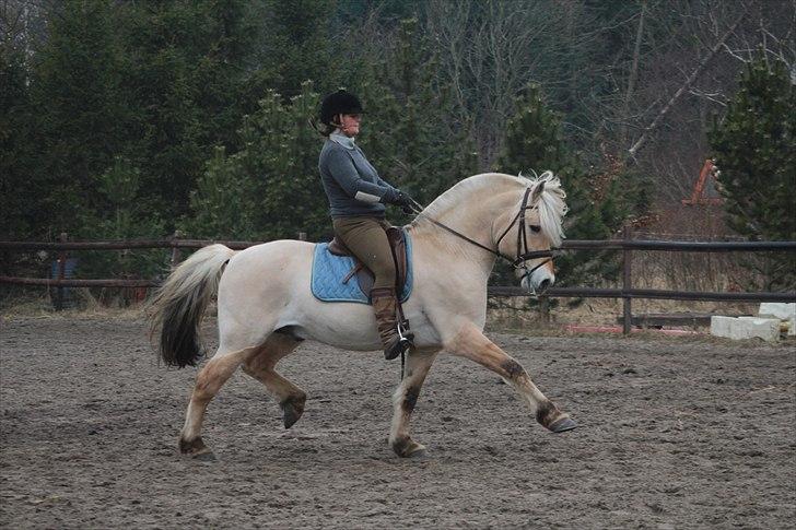 Fjordhest Mosegårdens kejser - #billede er taget af mig og jeg har rettighederne til det -kopiering forbudt# billede 4