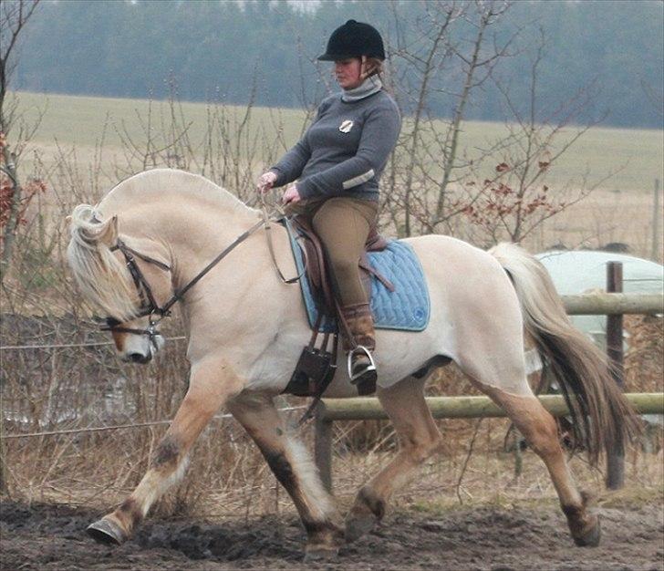Fjordhest Mosegårdens kejser - #billede er taget af mig og jeg har rettighederne til det -kopiering forbudt# billede 5