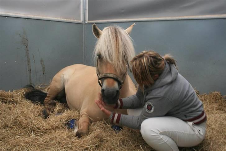 Fjordhest Mosegårdens kejser - #billede er taget af mig og jeg har rettighederne til det -kopiering forbudt# billede 6
