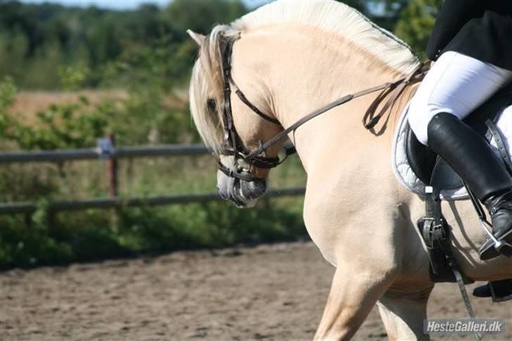 Fjordhest Mosegårdens kejser - #billede er taget af mig og jeg har rettighederne til det -kopiering forbudt# billede 8