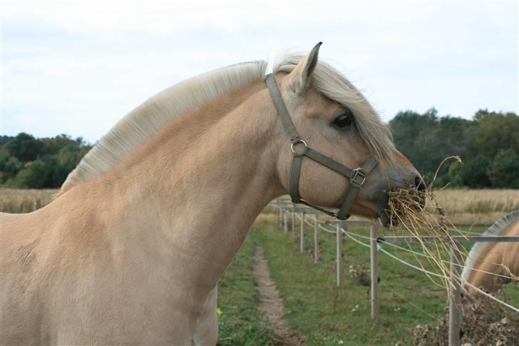 Fjordhest Mosegårdens kejser - #billede er taget af mig og jeg har rettighederne til det -kopiering forbudt# billede 9