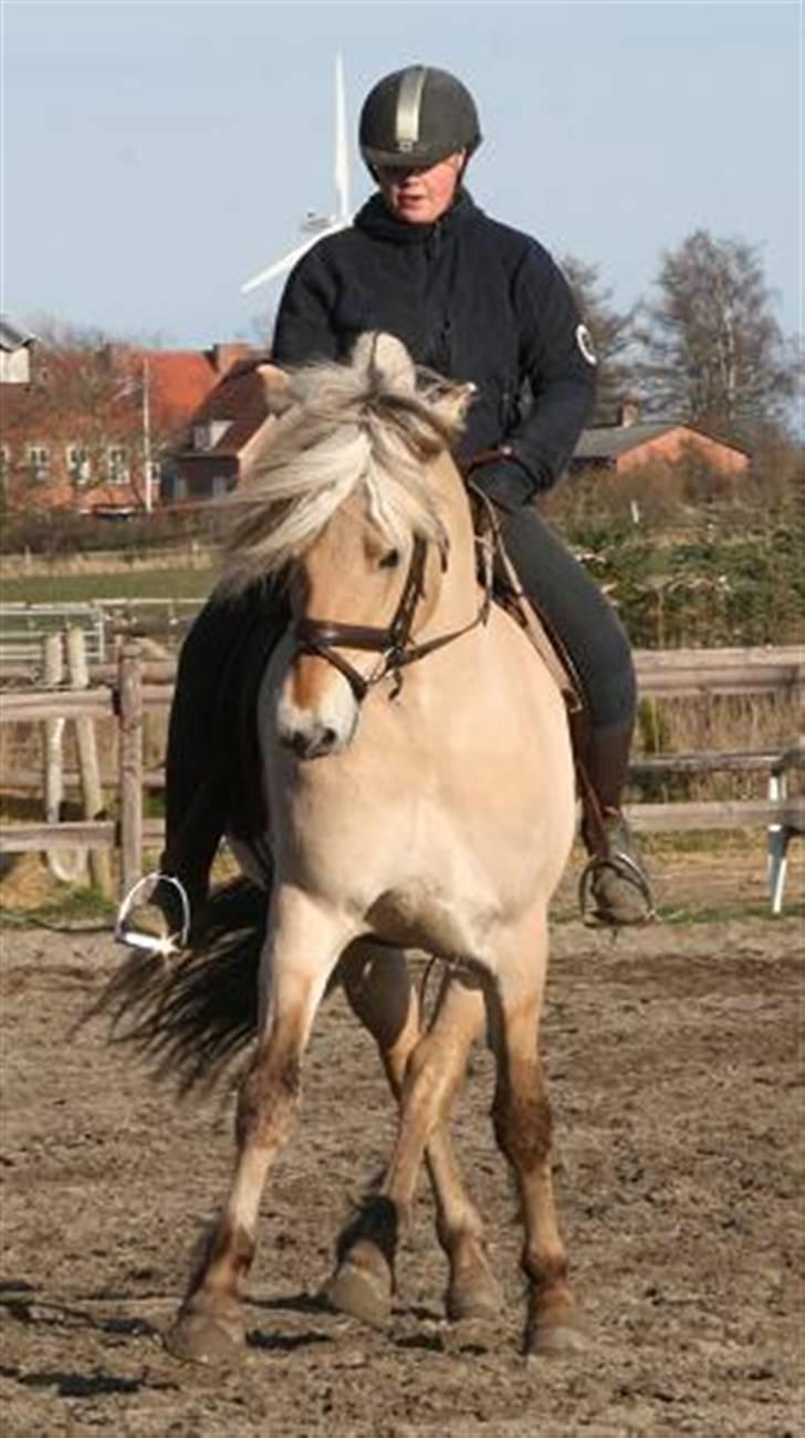 Fjordhest Mosegårdens kejser - #billede er taget af mig og jeg har rettighederne til det -kopiering forbudt# billede 10