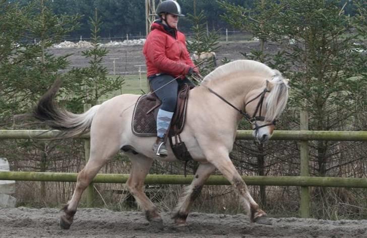 Fjordhest Mosegårdens kejser - #billede er taget af mig og jeg har rettighederne til det -kopiering forbudt# billede 11