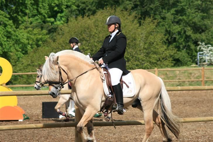 Fjordhest Mosegårdens kejser billede 12