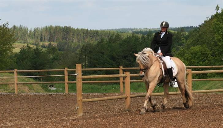 Fjordhest Mosegårdens kejser - #billede er taget af mig og jeg har rettighederne til det -kopiering forbudt# billede 13
