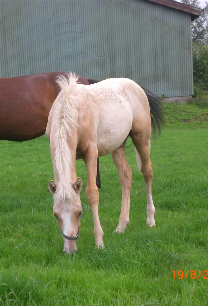 DSP Hesselholts Duke - SOLGT - Duke i sommeren 09 billede 1