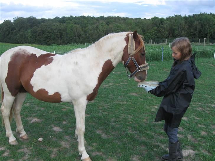 Anden særlig race Paruyrchiwayra[tdl. pony] - Hvad er det for noget, Amanda? billede 17