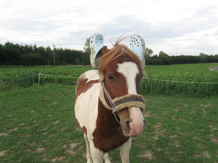 Anden særlig race Paruyrchiwayra[tdl. pony] - Nåå, det er det de skal bruges til. Er jeg ikke smuk nu?!? billede 18