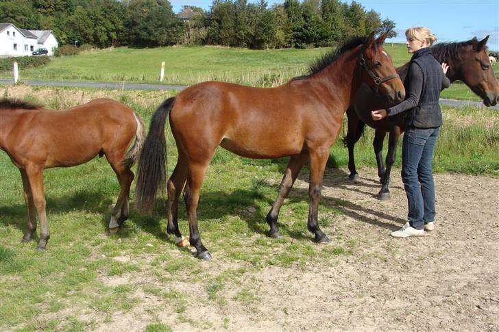 DSP Hesselholts Emily - SOLGT billede 12