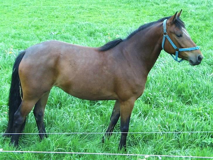 DSP Hesselholts Emily - SOLGT - hendes moder Rebel Queen (Queeny) billede 19