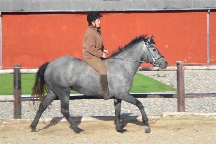 Connemara Hesselholts Lilli Marlen - SOLGT - og også uden saddel billede 10